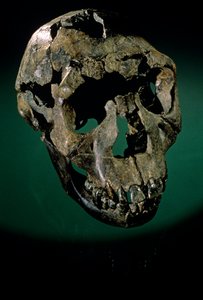 Turkana-dreng, Kenya, Vestturkana, Turkanasøen, KNMER-WT15000, H. erectus, Nariokotome..., 2008 (foto) af Kenneth Garrett