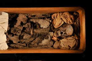 mm7864; Tutankhamon; 18. dynasti; Det Nye Rige; Det Egyptiske Museum; Cairo; DNA; samp..., 2005 (foto) af Kenneth Garrett