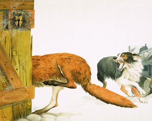 En collie-hund jager en ræv væk