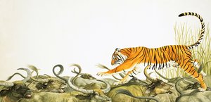 En tiger løber langs ryggen på bøfler