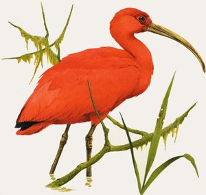 I for Ibis af Kenneth Lilly