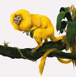 M for Marmoset