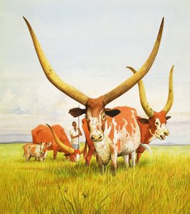 De længste horn! ... Tilhører det langhornede Bahima-kvæg i Uganda