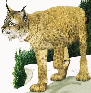 Lynxen