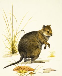 Quokkaen fra Australien, en type wallaby