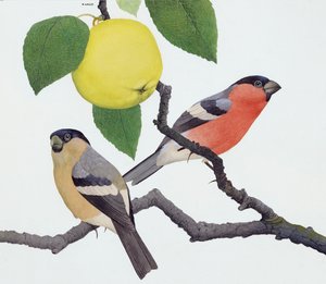 Dompap (gouache på papir)