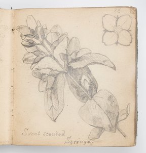 Skitsebogsside: Sweet Scented Syringa af Kenyon Cox