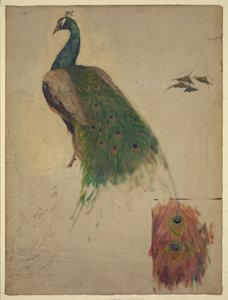 Videnskaberne, studie for påfugl i tympanon, sydvestlige galleri, dekoration for Library of Congress Abstrakt/medium af Kenyon Cox