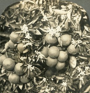 Appelsinblomster og modne appelsiner vokser på det samme træ, Californien, c1900. af Keystone View Company