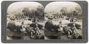 Resultatet af en morgens flodhestjagt på Mlembo-floden, Rhodesia, Afrika, 1910 af Keystone View Company
