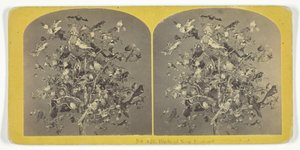 Birds of New England, 185575. Skabere: Kilburn Brothers, BW Kilburn.