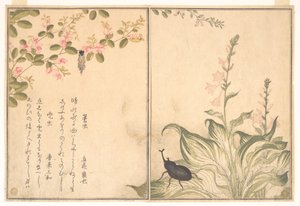 af Kitagawa Utamaro