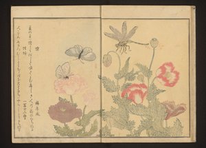 Sommerfugle og guldsmede nær valmuer af Kitagawa Utamaro