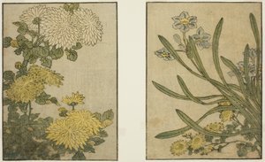 Chrysanthemum og Narcissus, fra den illustrerede bog "Billedbog: Blomster af de fire sæsoner (Ehon Shiki no Hana)," Vol. 2 af Kitagawa Utamaro