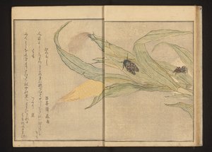 Cikader og edderkop på majs af Kitagawa Utamaro