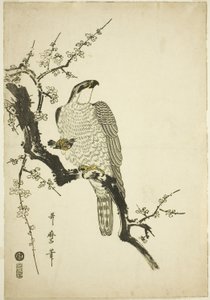 Høg på en blommegren af Kitagawa Utamaro