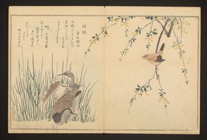 Gråænd og isfugl af Kitagawa Utamaro