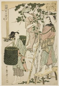 nr. 2 (ni), fra serien "Women Engaged in the Sericulture Industry (Joshoku kaiko tewaza-gusa)" af Kitagawa Utamaro