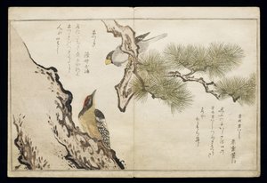 P.332-1946 Vol.1 f.3 Hawfinch and a Woodpecker, fra et album 