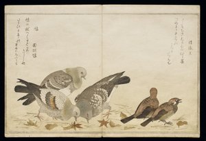 P.332-1946 Vol.2 f.5 Three Pigeons and two Finches, fra et album 