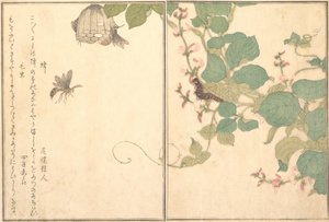 Papirhveps Hachi, Behåret Caterpillar Kemushi..., 1788. af Kitagawa Utamaro