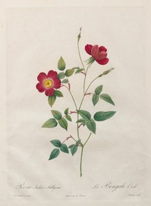 Rosa Indica Stelligera af Kitagawa Utamaro