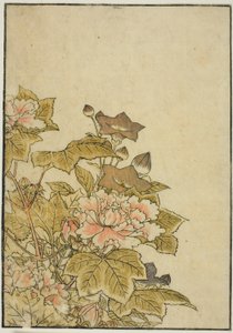 Autumn Flowers: Peonies and Bellflowers, fra bogen "Mirror of Beautiful Women of the Pleasure Quarters (Seiro bijin awase sugata kagami)," vol. ２ af Kitao Shigemasa