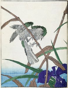 Fugl på et træ. Japansk tegning af Kitao Kosuisai af Kitao Shigemasa