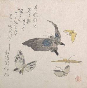 Sommerfugle, 1800-tallet. af Kubo Shunman
