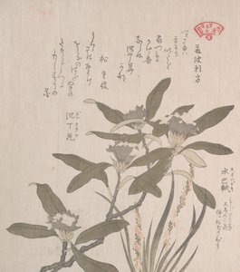 Daphne Odora og Mojisuri-so, 1800-tallet. af Kubo Shunman