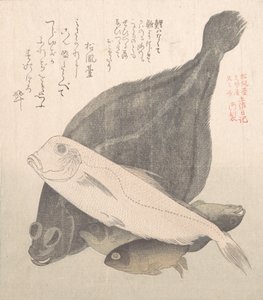Skrubber og andre fisk, 1800-tallet.