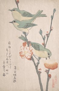 Japanske hvide øjne på en gren af ferskentræ,..., ca. 1805-10.