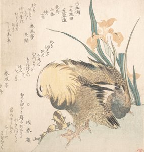Par mandarinænder og irisblomster, slutningen af det 18.-begyndelsen af det 19. århundrede. af Kubo Shunman