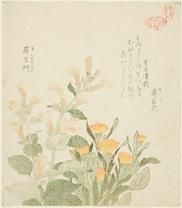 Den almindelige morgenfrue og de rajomanske blomster af Kubo Shunman