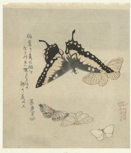 Fem sommerfugle En serie af tryk med sommerfugle for Kasumi Poetry Society (serietitel) Kasumiren gunchô gafu (serietitel på objekt) af Kubota Shunman