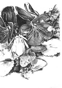 Delikate stedmoderblomster