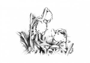  af Kulik
