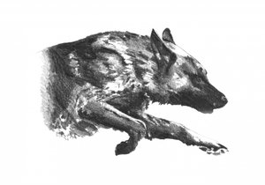  af Kulik
