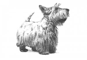  af Kulik