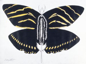 Feathered Butterfly, 2004 (farveblyant på papir)