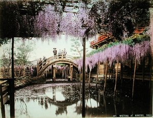 Wisteria ved Kameido, Tokyo (håndkoloreret albumenprint på kort) af Kusakabe (attr. to) Kimbei