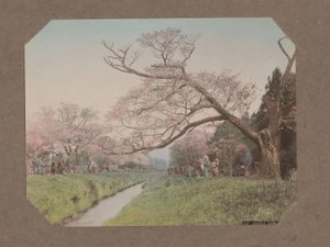 Mennesker og kirsebærblomster på hver side af en å i Koganei, Tokyo, Japan af Kusakabe Kimbei