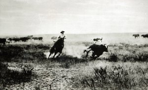 Cowboy på hesteryg lasso en kalv (bw-billede)