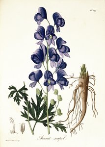 Aconitum Napellus fra "Phytographie Medicale" af Joseph Roques (1772-1850), udgivet i 1821