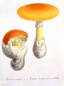 Amanita Caesaria fra "Phytographie Medicale" af Joseph Roques (1772-1850), udgivet i 1821 af L.F.J. Hoquart