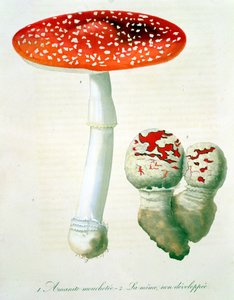 Amanita Muscaria fra 