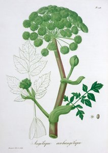 Angelica Archangelica Garden Angelica, 1821 af LFJ Hoquart