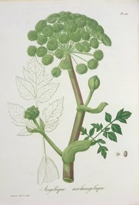Angelica Archangelica fra 