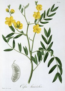 Cassia fra 
