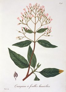 Cinchona fra 